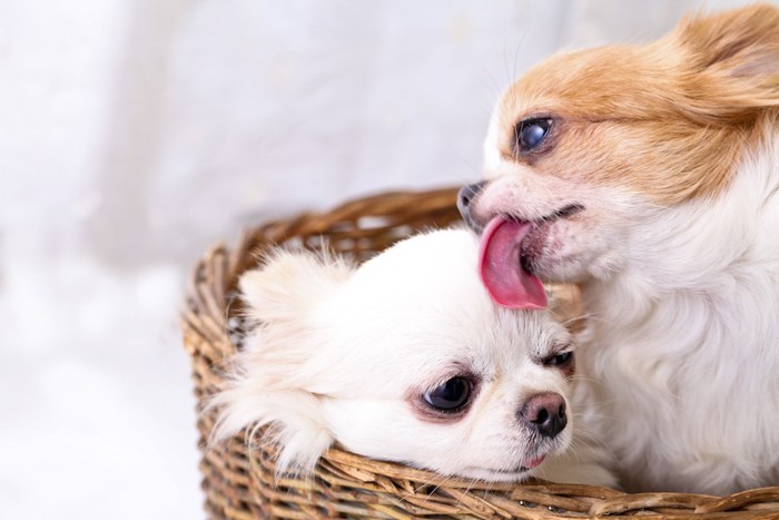 舐め合っているチワワの子犬