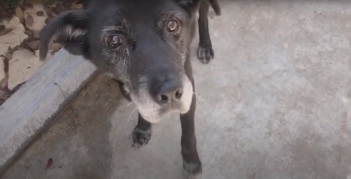 コンクリートの上でカメラを見つめる黒い犬