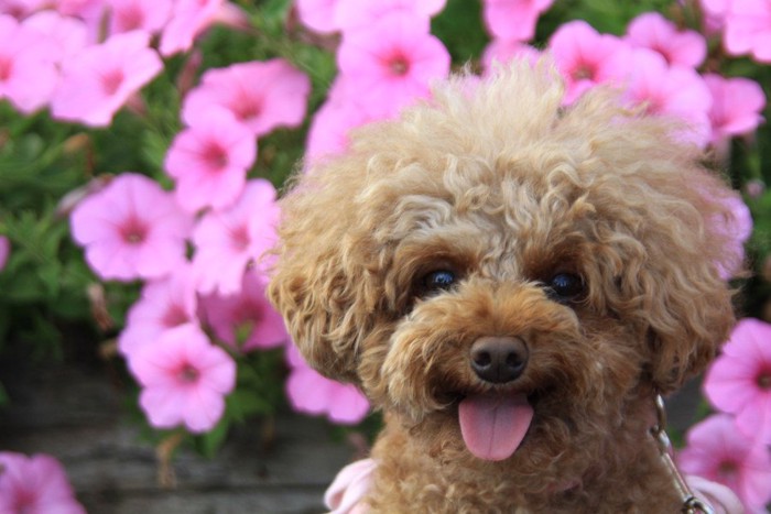 犬と花