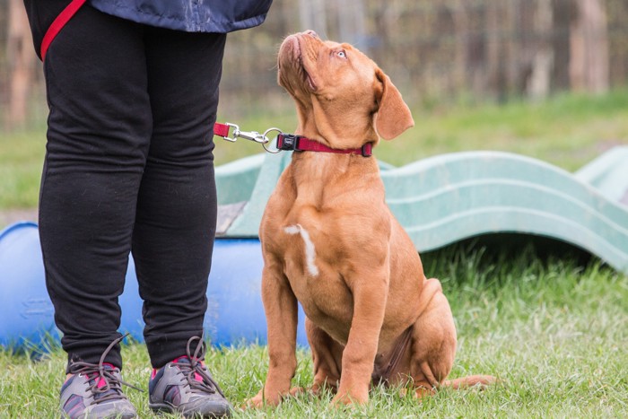 飼い主の顔を見上げながらお座りするボルドーマスティフの子犬