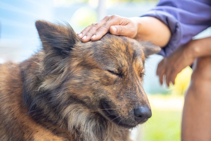 頭を撫でられている犬