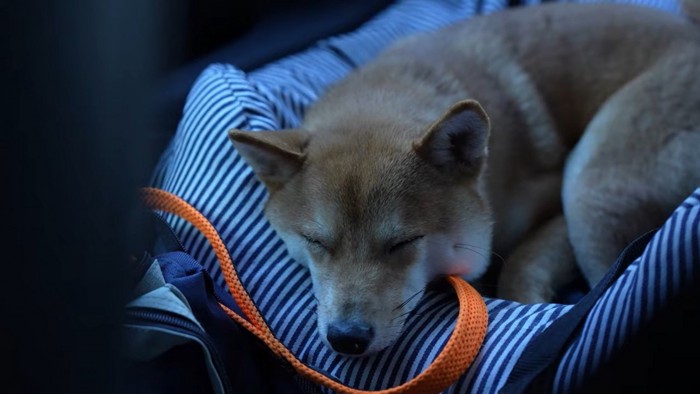 車で眠る久兵衛くん