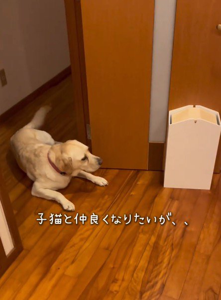 子猫たちを見てしっぽを振る犬