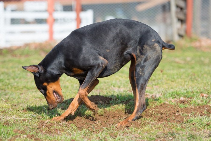 穴を掘っている犬