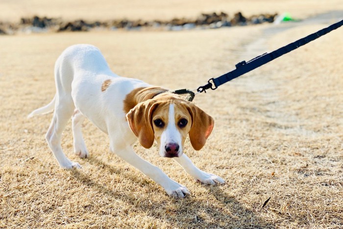 リードを引っ張る犬