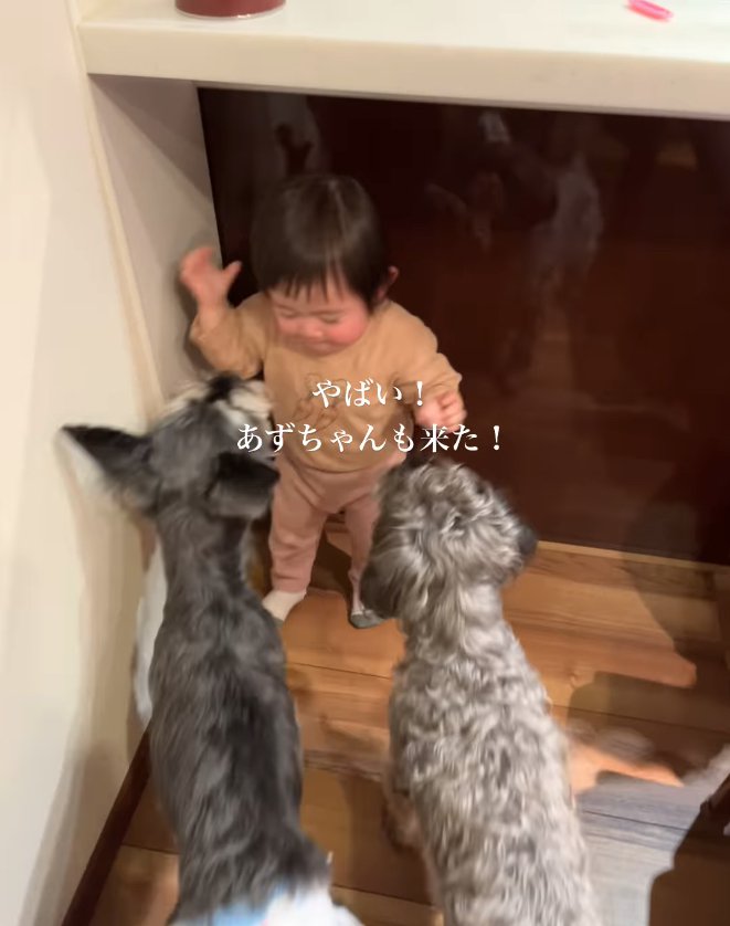 子どもを見つめる2匹の犬