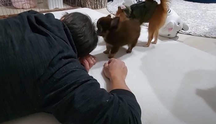 男性の頭を嗅ぐ犬たち