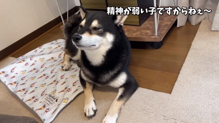 伏せて眠そうな犬