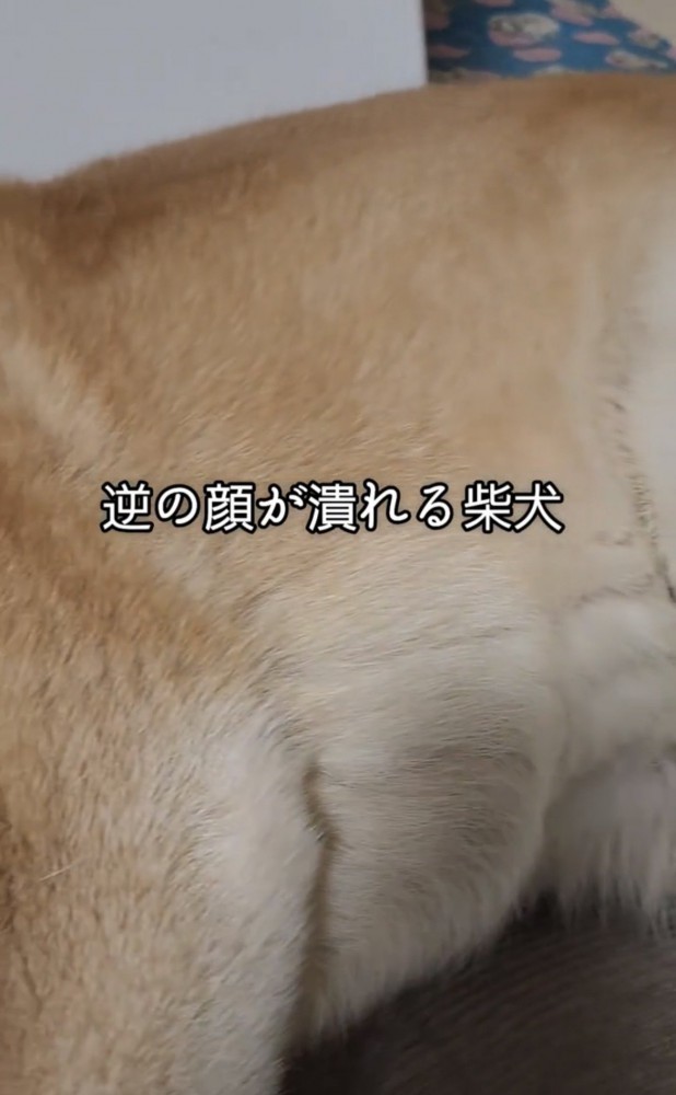 横たわる犬の体
