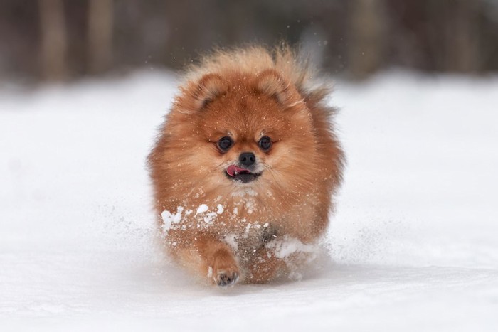 雪の上を走ってくるポメラニアン