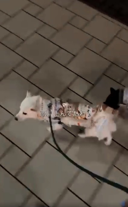 散歩する2匹
