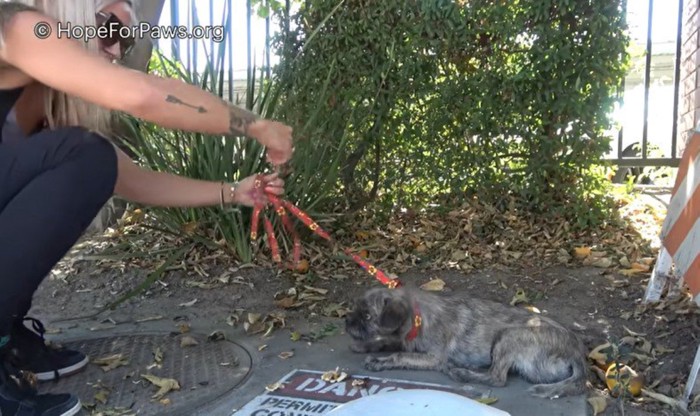 植込みに横たわる犬