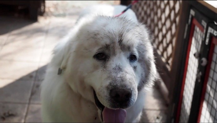 顔が泥まみれになった犬