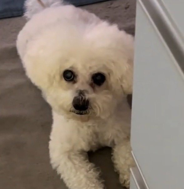 近づいてくる飼い主の顔を見つめる犬