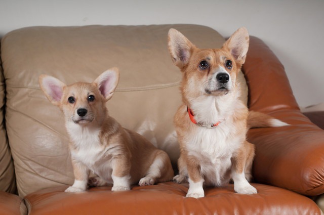 ソファに乗る犬達