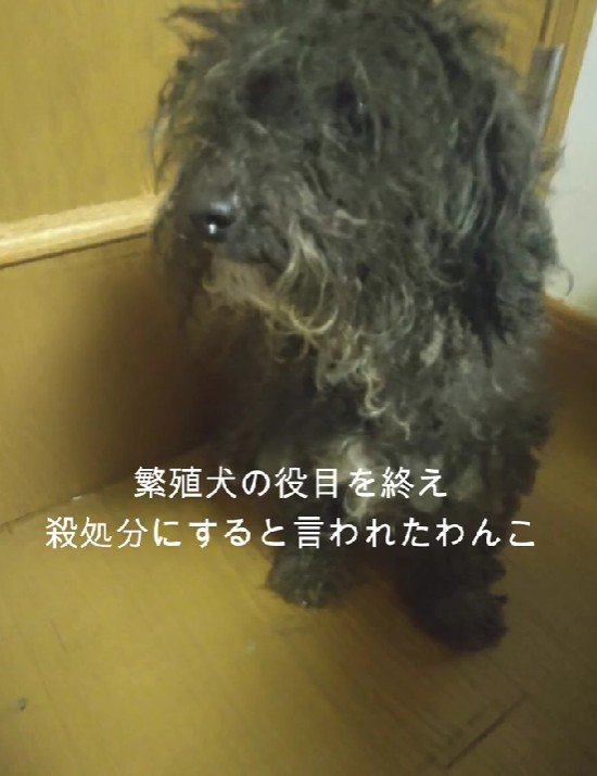 処分予定だったバグちゃん