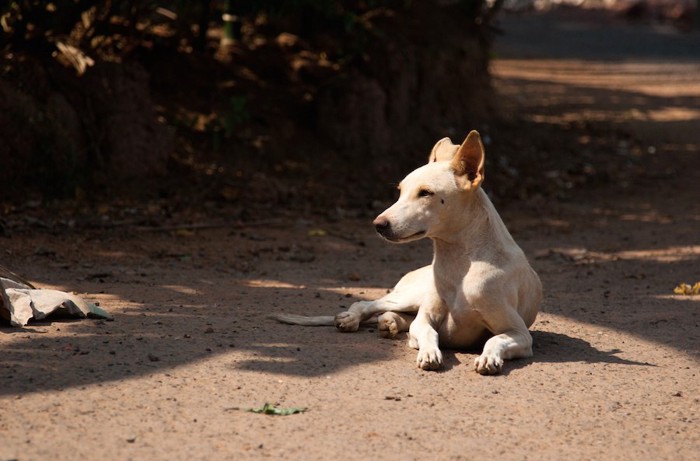 地面に伏せるインドの野良犬