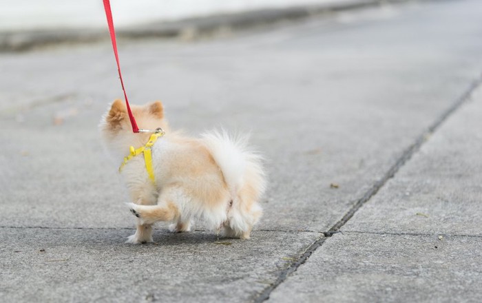 座って片脚をあげてマーキングする犬の後ろ姿