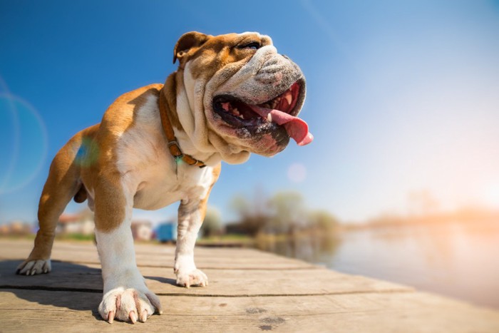 舌を出すの犬