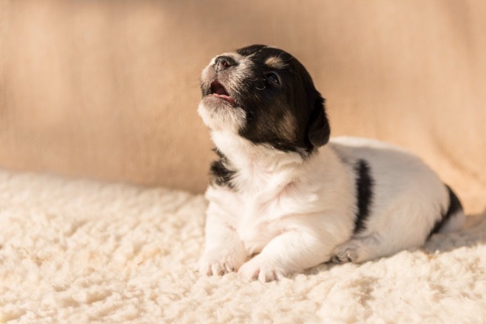 白いブランケットの上で鳴く子犬