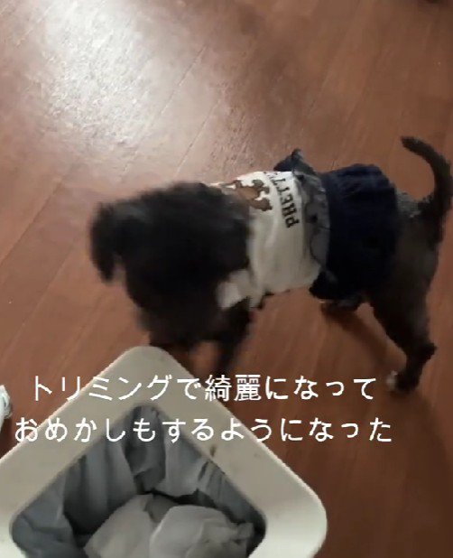 初めてのトリミング