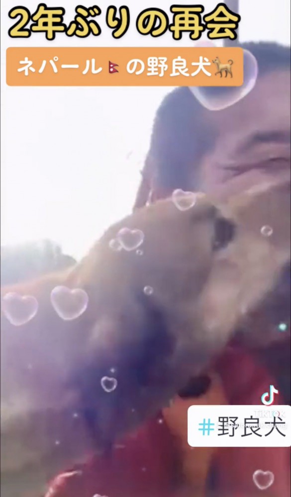 男性の顔をなめる犬