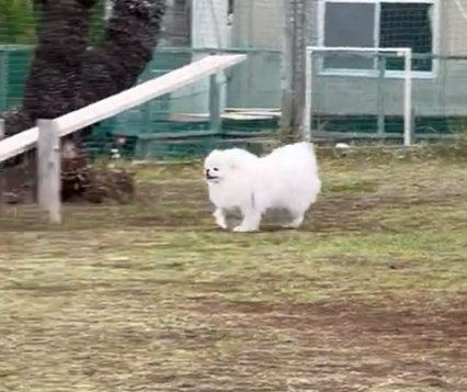 キョロキョロ