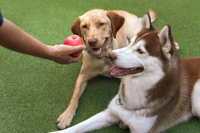 飼い主が手に持つりんごを見つめる2頭の犬