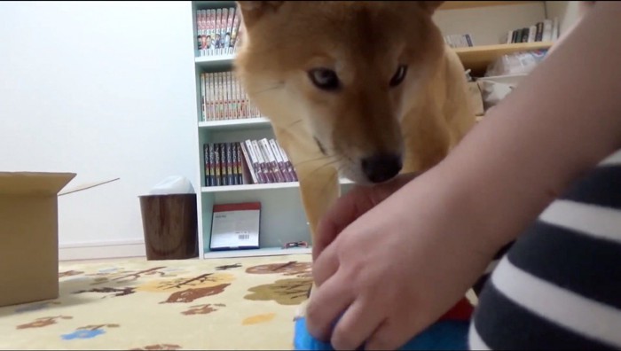 青いぬいぐるみの匂いを嗅ぐ柴犬