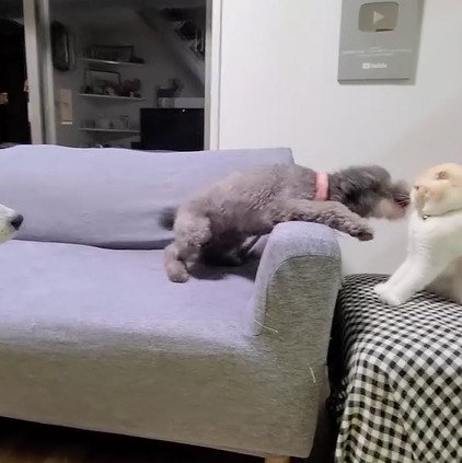 猫に近づく犬