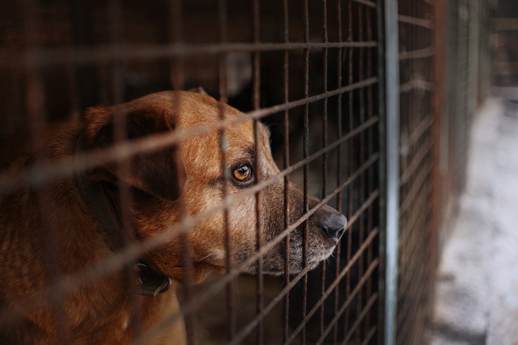 犬舎の中の犬