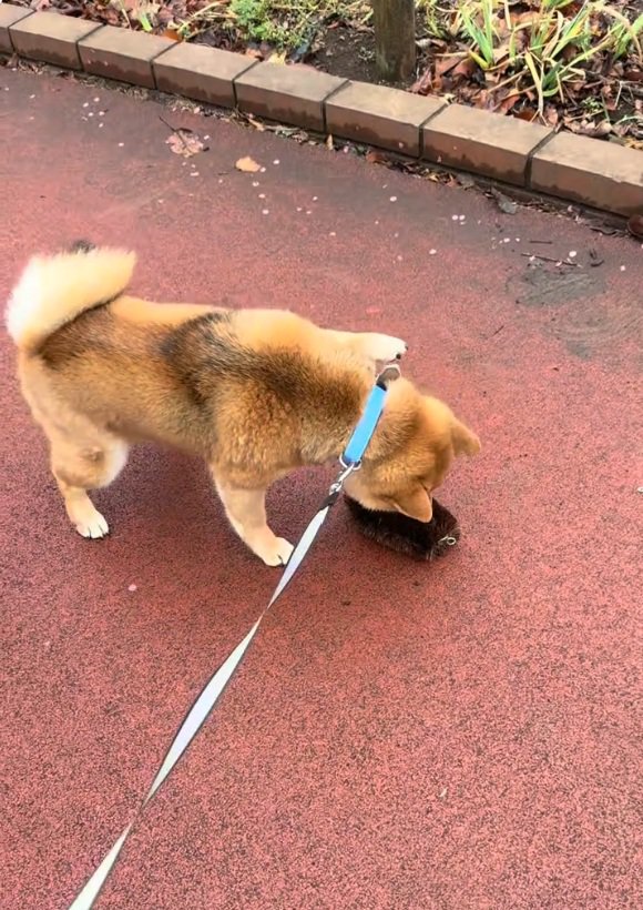 においを嗅ぐりんちゃん