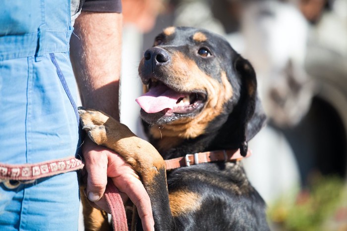 飼い主の腕に抱きつく犬