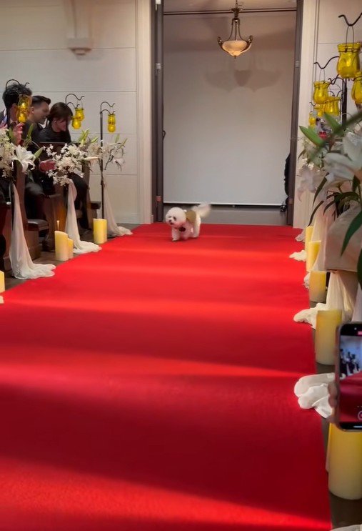 ミロちゃんがリングドッグに挑戦2