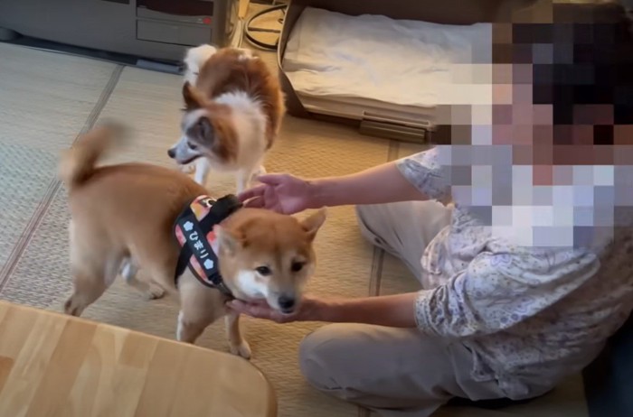 おばあちゃんに挨拶する犬