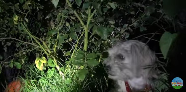 花火と犬の吠え声に驚く犬