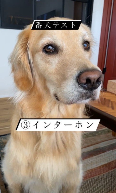 リノちゃんの番犬テスト5