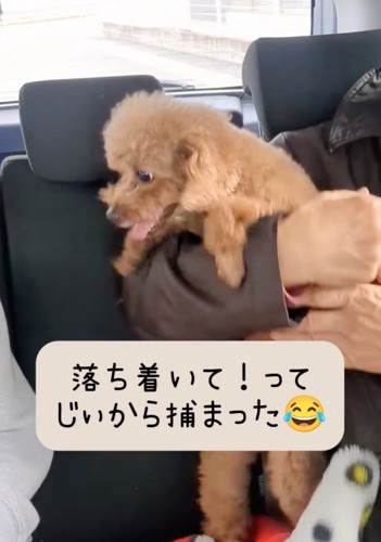 前のめりになる犬