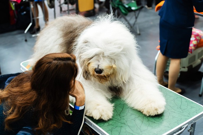 女性に話しかける大型犬