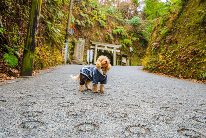 街中に佇む犬
