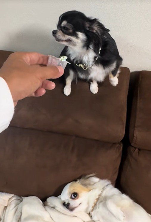 オレオちゃん＆マツちゃんの反応3