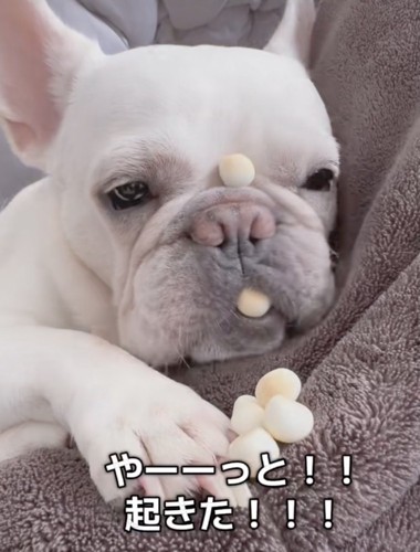 「ん…?いい匂い」