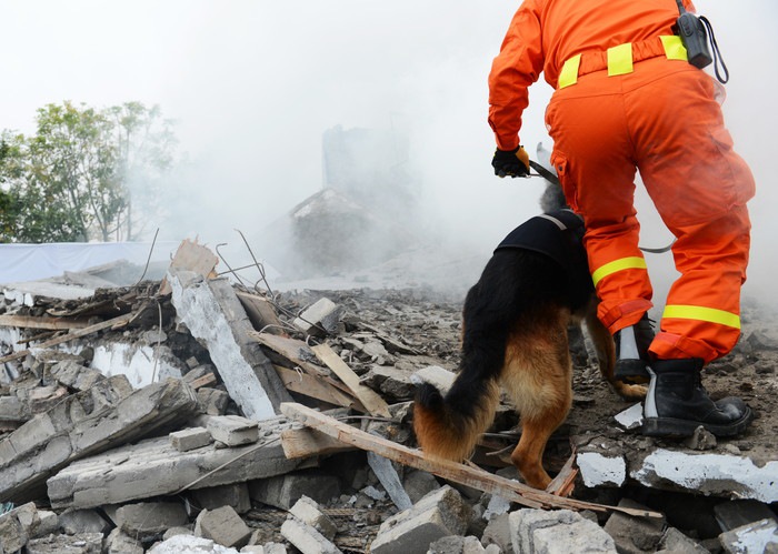 瓦礫の山で捜索をしている犬