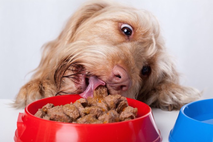 目を見開いてフードを食べる犬