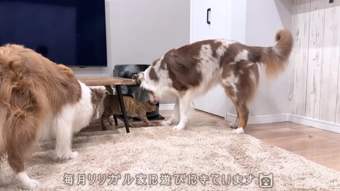 猫愛が止まらない2匹