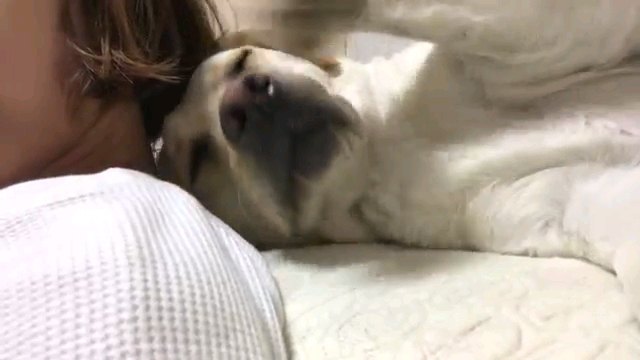 手を上げる犬