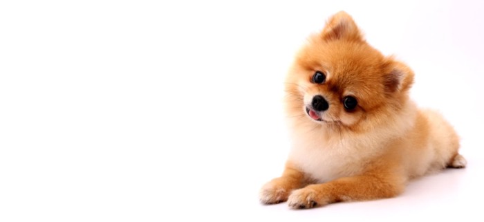 首をかしげる犬