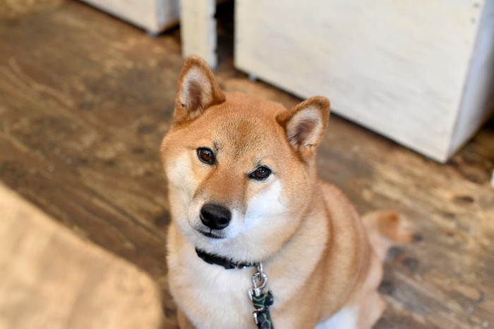 ドッグカフェにいる柴犬