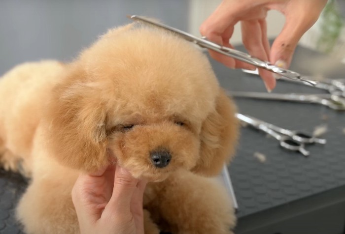 顎を持たれて頭の毛をカットされる犬