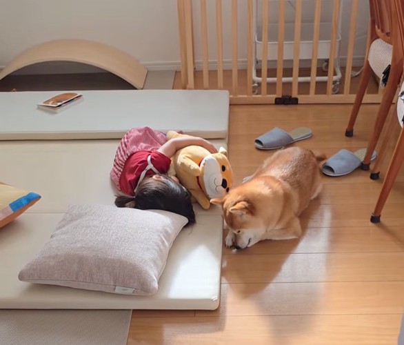 添い寝する柴犬